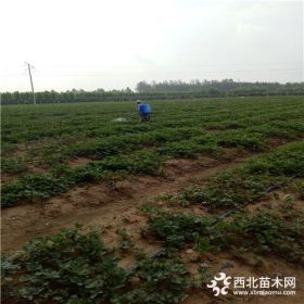 丰香草莓苗供应基地、丰香草莓苗培育基地