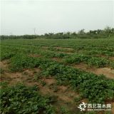 圣诞红草莓苗、圣诞红草莓苗价格表、圣诞红草莓苗基地