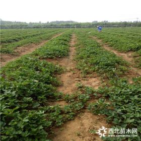 红玉草莓苗基地价格、红玉草莓苗出售