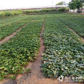 九香草莓苗供应基地、九香草莓苗培育基地