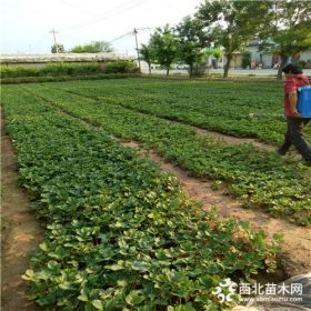 艳丽草莓苗基地新价格、艳丽草莓苗新报价