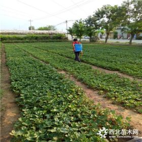 法兰地草莓苗、法兰地草莓苗价格表、法兰地草莓苗基地