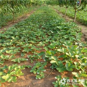 白草莓草莓苗基地价格、白草莓草莓苗出售