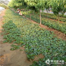 草莓苗供应基地、草莓苗培育基地