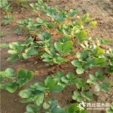 賽娃草莓苗哪里賣、賽娃草莓苗批發(fā)基地