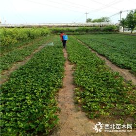 江雪草莓苗、江雪草莓苗价格表、江雪草莓苗基地