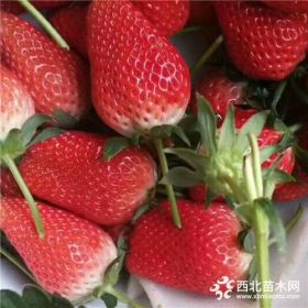 妙香7号草莓苗新品种价格