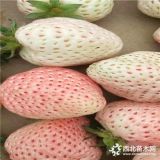 丰香草莓苗 新品种丰香草莓苗价格表