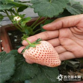 小白草莓苗新价格、小白草莓苗新品种