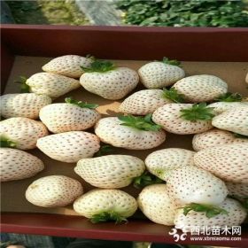 宁玉草莓苗、宁玉草莓苗价格表、宁玉草莓苗基地