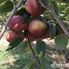 出售优质黄金梨树苗 早酥红梨树苗 丰水梨树苗  提供种植技术