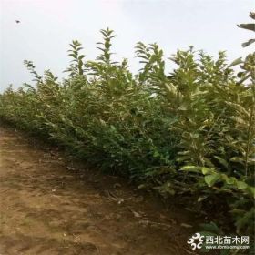 嫁接板栗苗价格 0.8以上板栗树苗大量有货 原生板栗苗