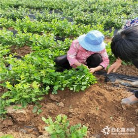 那里买蓝莓苗  蓝莓苗多钱一棵