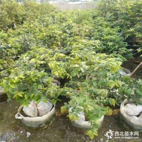 基地直销优质嘉宝果树苗庭院果树 成活率高 当年结果 树葡萄树苗