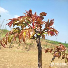 香椿苗 香椿苗价格多少钱 红油香椿苗怎样种植产量高