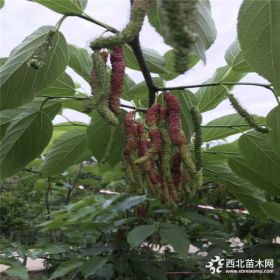 果树苗 桑树苗 当年结果苗 超级果桑苗 庭院植物 可盆栽 量大从优