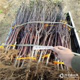 新品种苹果苗批发 苹果树苗多少钱一棵 苹果苗基地