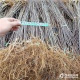 鲁丽苹果苗出售 新品种苹果苗批发 矮化苹果苗基地