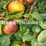 奧紅一號梨樹苗、2019年奧紅一號梨樹苗批發(fā)