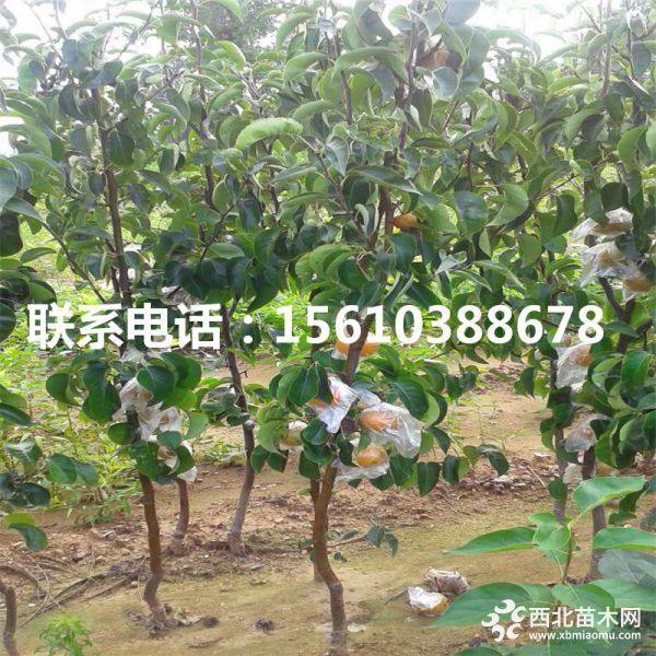 奧紅一號梨樹苗、2019年奧紅一號梨樹苗批發(fā)