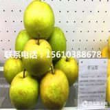 愛(ài)宕梨樹(shù)苗、新品種愛(ài)宕梨樹(shù)苗、愛(ài)宕梨樹(shù)苗出售價(jià)格