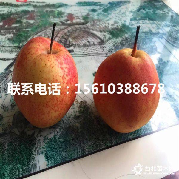 全紅梨樹苗、全紅梨樹苗價(jià)格、全紅梨樹苗多少錢一棵