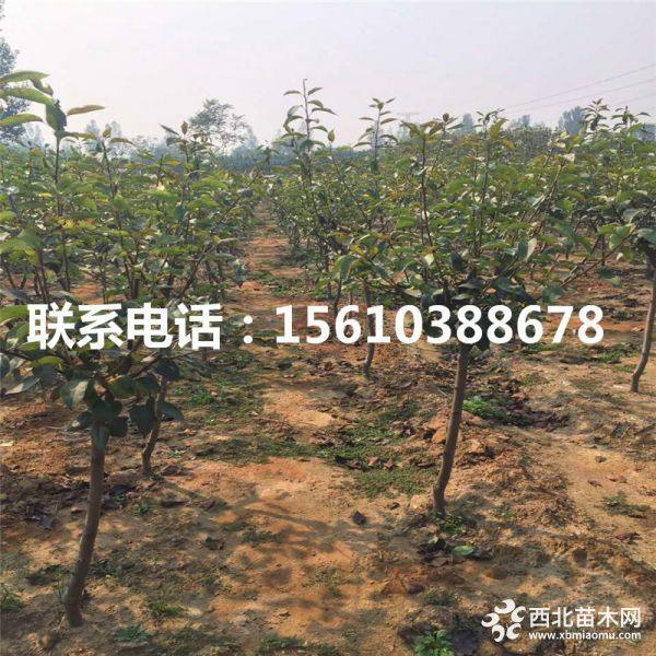 全紅梨樹苗、全紅梨樹苗價(jià)格、全紅梨樹苗多少錢一棵