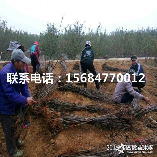 响富苹果苗、响富苹果苗什么价格、出售响富苹果苗