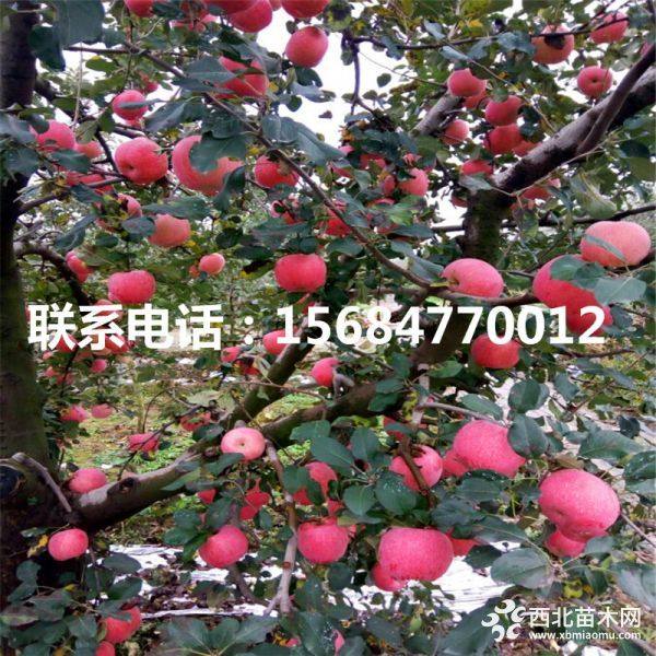 响富苹果苗、响富苹果苗什么价格、出售响富苹果苗