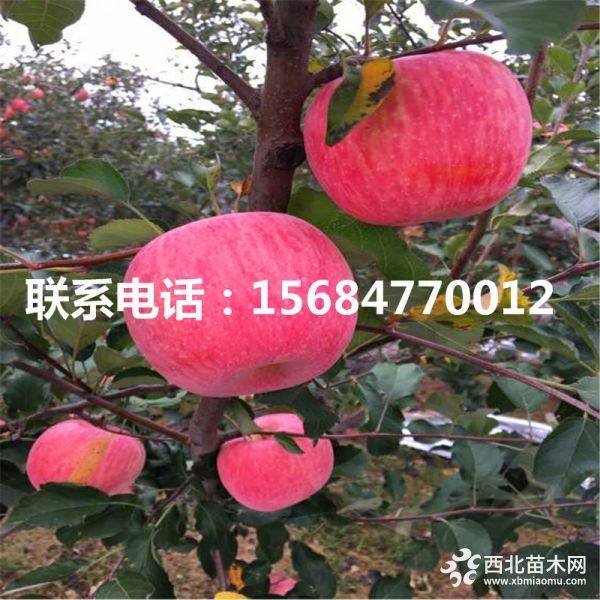 蜜脆蘋果苗、新品種蜜脆蘋果苗