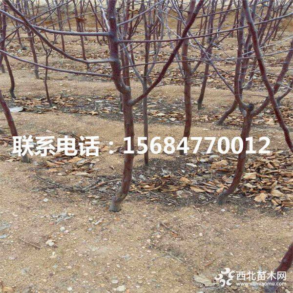 瑞阳苹果苗、出售瑞阳苹果苗、瑞阳苹果苗基地