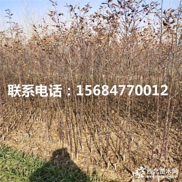 鲁丽苹果苗、鲁丽苹果苗价格是多少