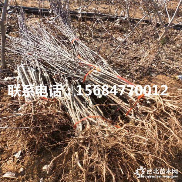 中秋王苹果苗、山东中秋王苹果苗、中秋王苹果苗基地