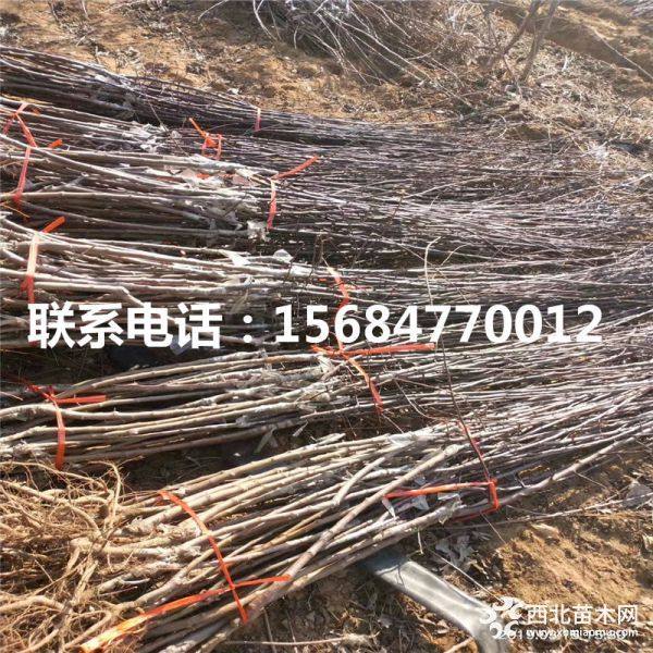 中秋王苹果苗、山东中秋王苹果苗、中秋王苹果苗基地