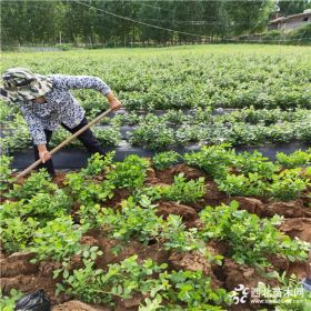 营养杯蓝莓苗价格营养杯蓝莓苗那里有