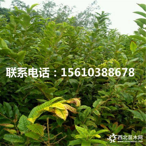 華光板栗苗、華光板栗苗基地、華光板栗苗批發(fā)