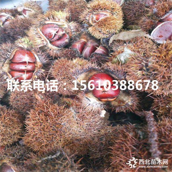 處曙紅板栗苗、處曙紅板栗苗出售價(jià)格、處曙紅板栗苗基地