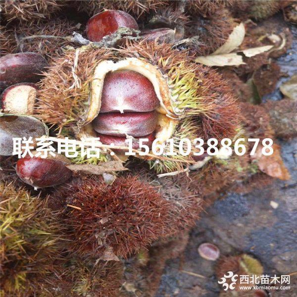 處曙紅板栗苗、處曙紅板栗苗出售價(jià)格、處曙紅板栗苗基地