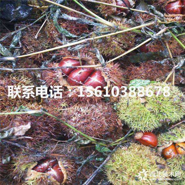 红光板栗苗、山东红光板栗苗批发、红光板栗苗基地