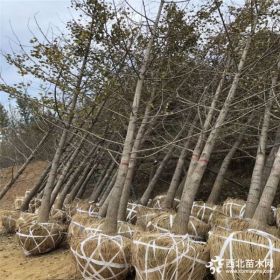 占地白果银杏树苗  各种规格大小都有 量大优惠