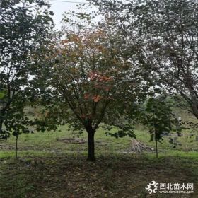 基地直销黄栌树苗  绿化用树 树形优美 价格优惠