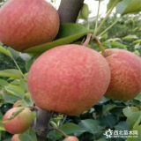 1米秋月梨樹苗 全紅梨樹苗價(jià)格