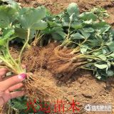 無菌草莓莓苗  基地?zé)o菌草莓苗價(jià)格  那里有無菌草莓苗