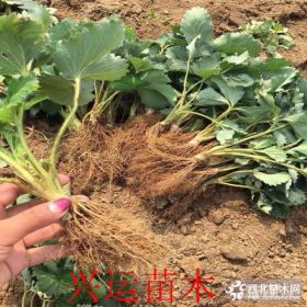 无菌草莓莓苗  基地无菌草莓苗价格  那里有无菌草莓苗