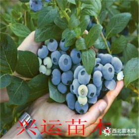 无菌蓝莓苗那里有  无菌蓝莓苗的价格  无菌蓝莓苗多少钱一棵