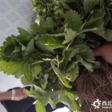 甜查理草莓苗种植技术草莓苗哪里有卖的