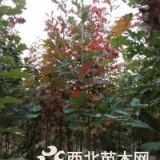 7公分紅橡樹價格，南京10公分紅橡樹正常價格。