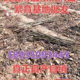 供应山西核桃苗=山西不怕核桃树苗价格=山西纸皮核桃苗价格