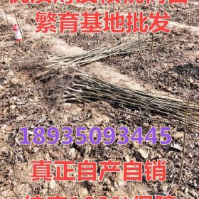 供应山西核桃苗=山西不怕核桃树苗价格=山西纸皮核桃苗价格