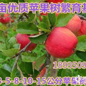 供应5公分--10-12-15公分苹果树价格=占地苹果树批发